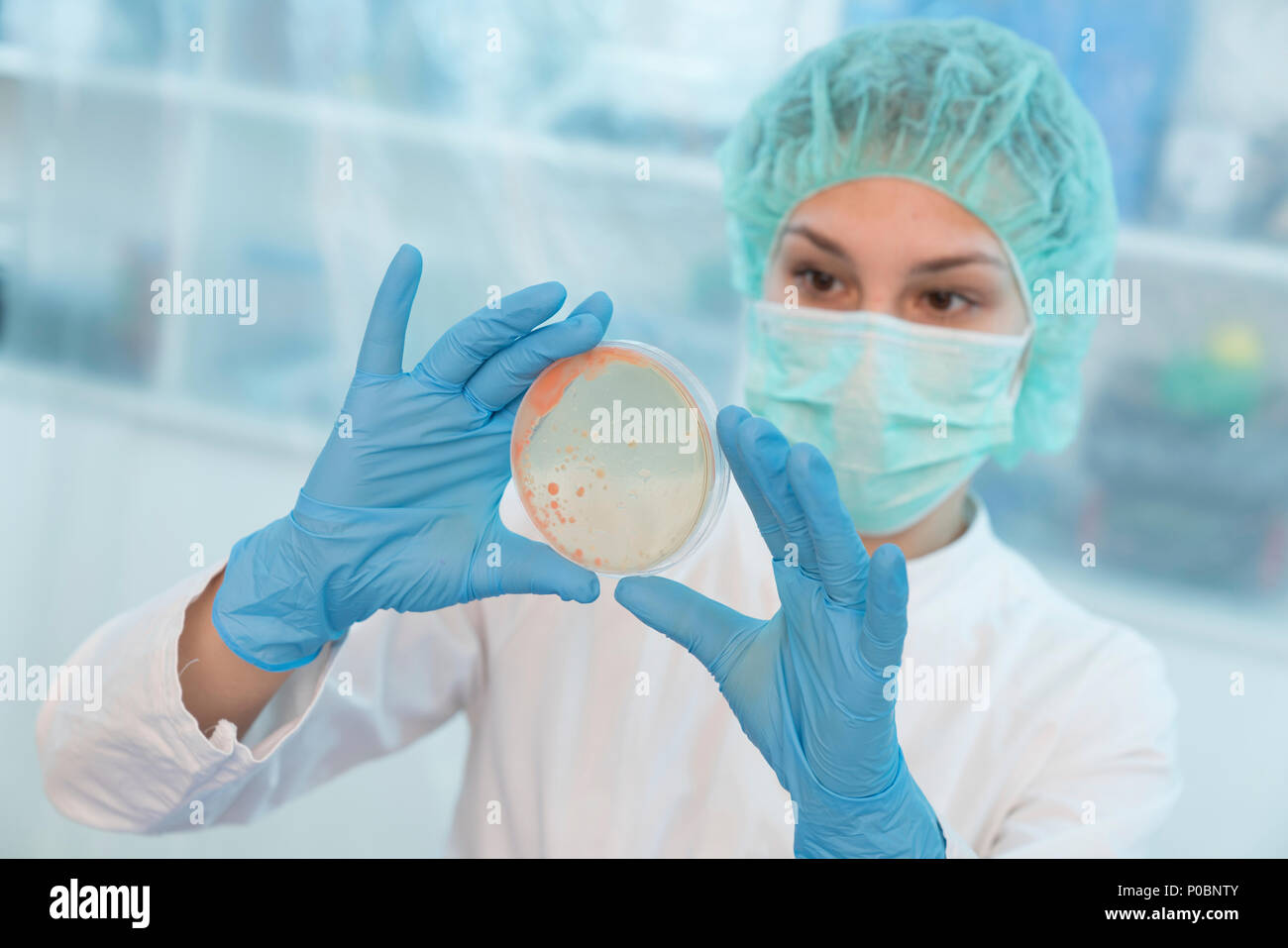 Scientist examina el crecimiento de microbios en una placa de Petri. Foto de stock