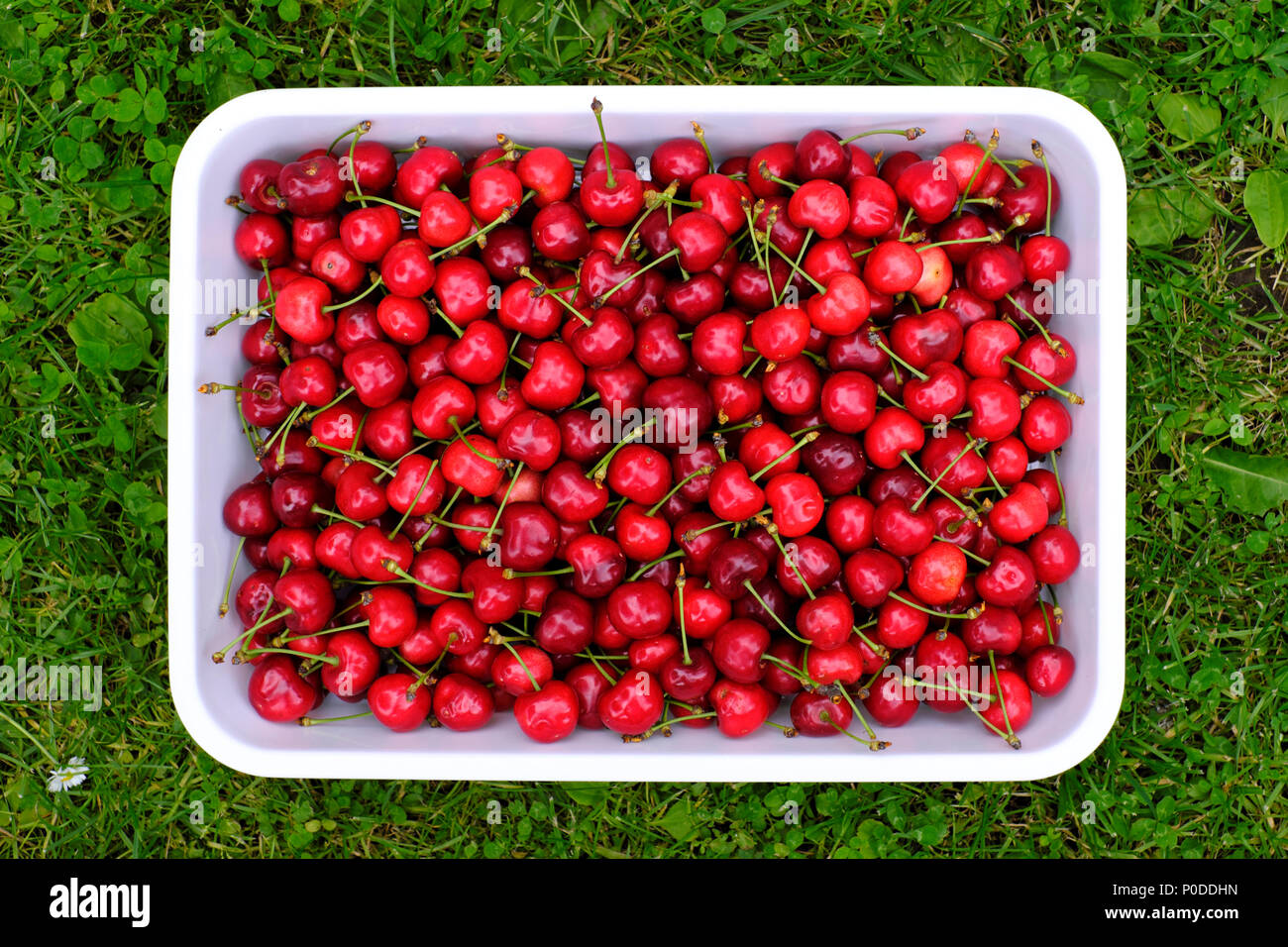 Cherry merry berry closep Foto de stock