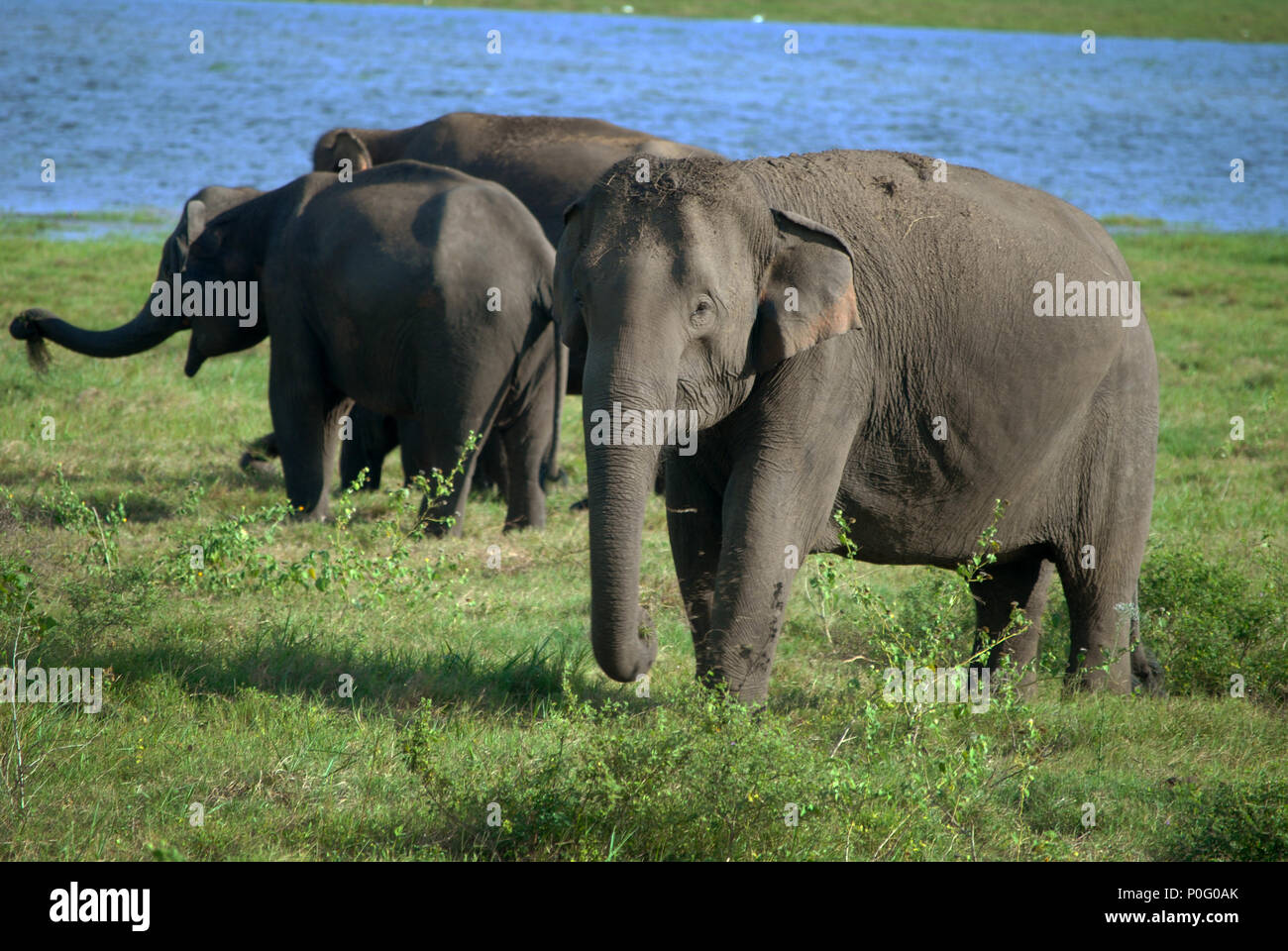 Los elefantes en el Parque Nacional de Kaudulla, Sri Lanka. Foto de stock