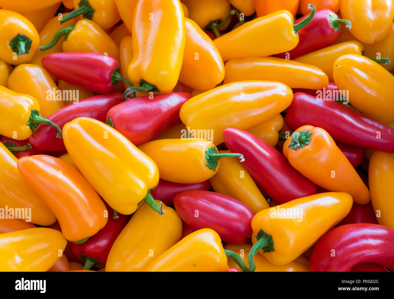 Orgánicas frescas rojas, amarillas y naranjas jalapeño Foto de stock