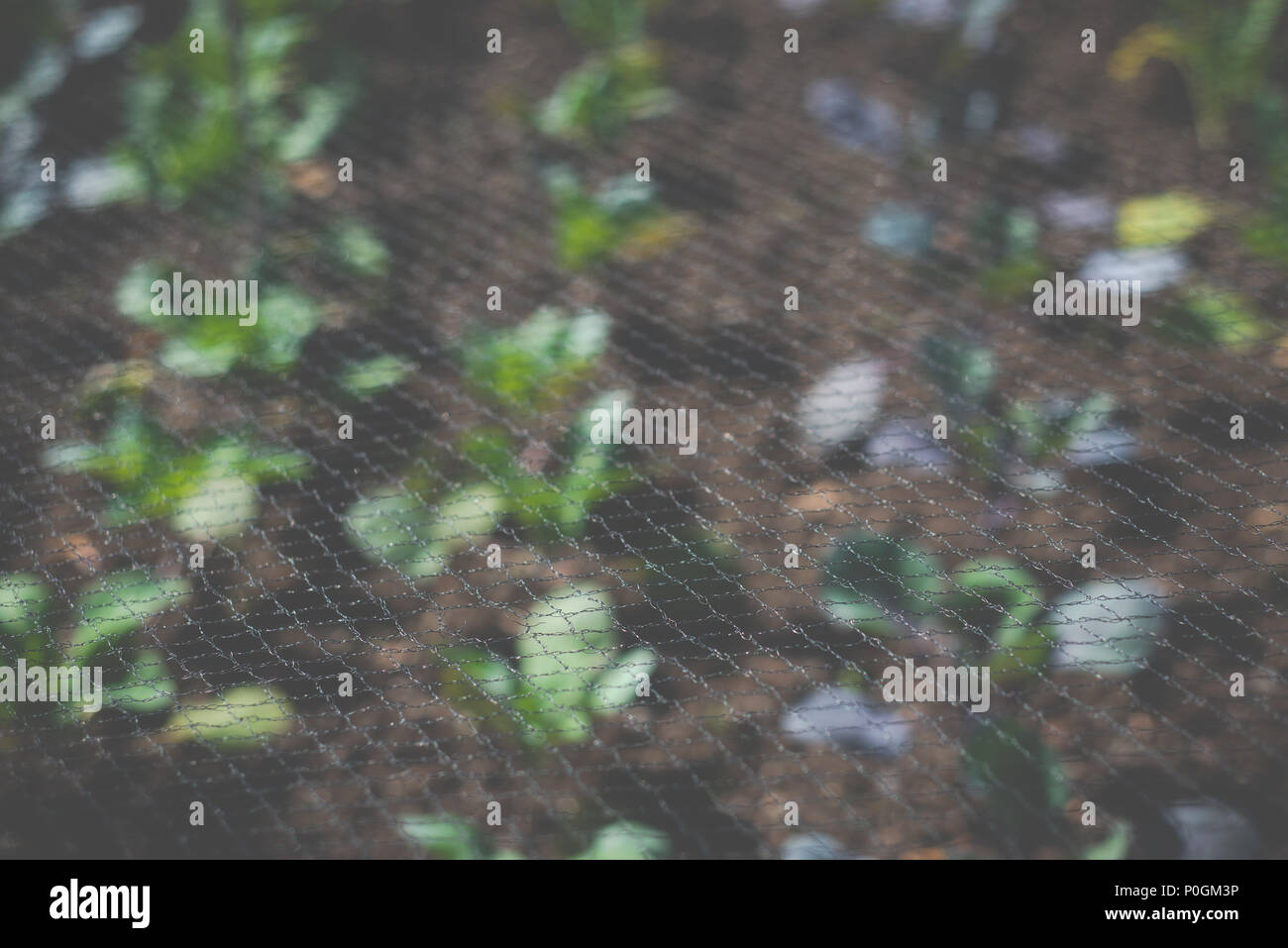 Cultivos bajo un mosquitero en una granja en Escocia Foto de stock