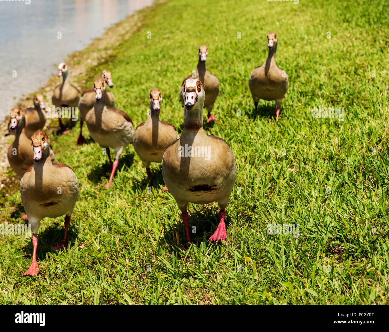 Gansos egipcios en público del sur de la Florida Central Park; EE.UU. Foto de stock