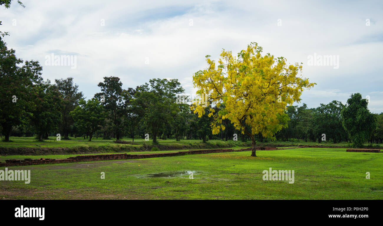 Amarillo solitario árbol en el parque central, Sukhothai, Tailandia Foto de stock