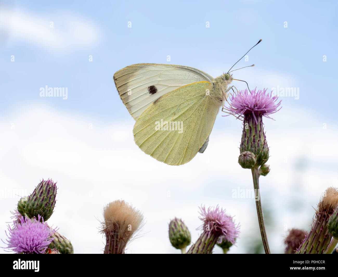 Pieris brassicae. El repollo blanco grande mariposa. Foto de stock