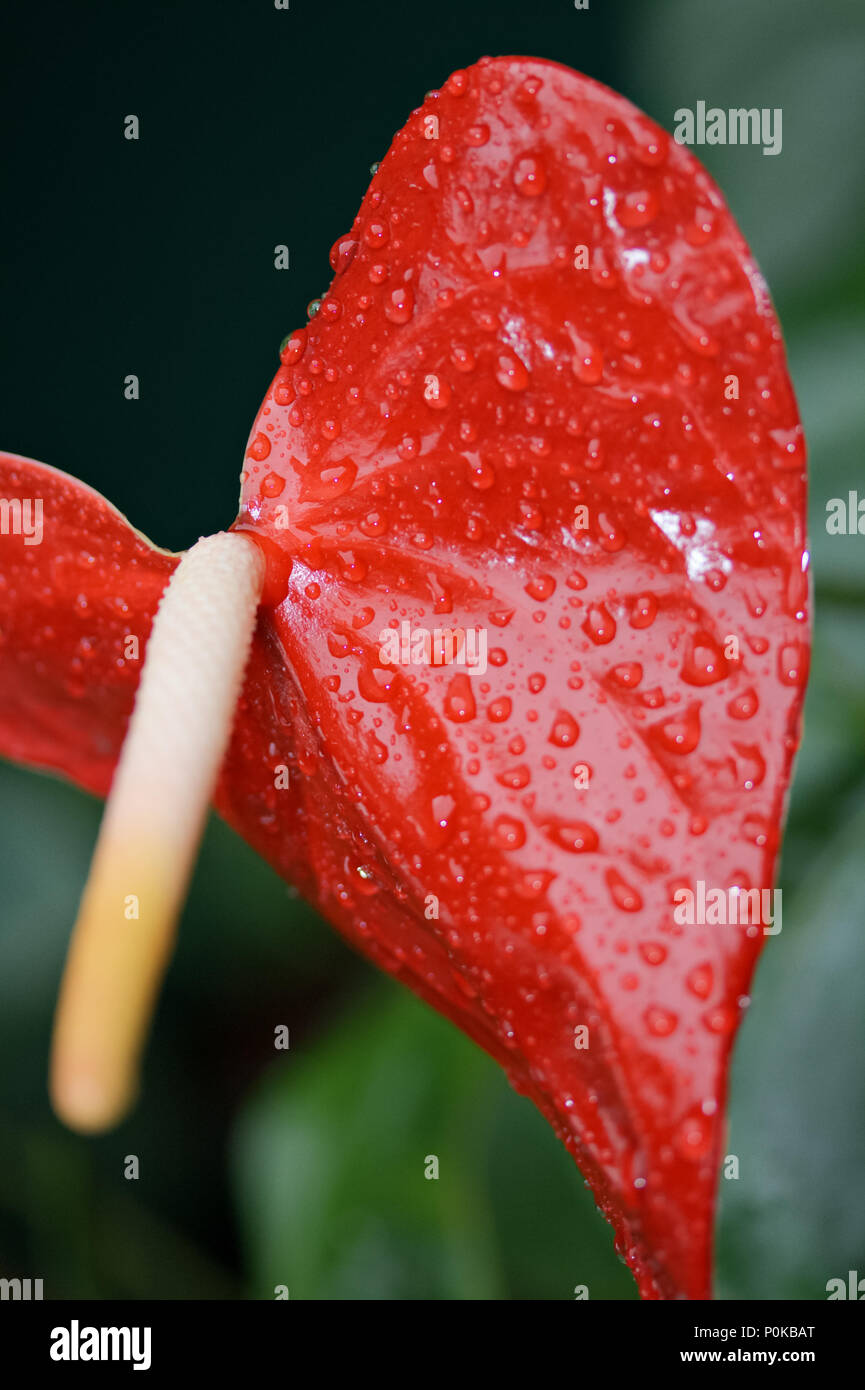 Flamingo flor tras la lluvia - una estrecha de hojas rojas con sus gotas de lluvia; andraeanum Anthurium, Anthurium, Aronstabgewächs Anthurieae, en forma de corazón Foto de stock