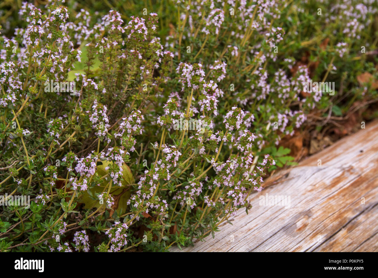Tomillo planta con flores, el tomillo, el nombre común nombre