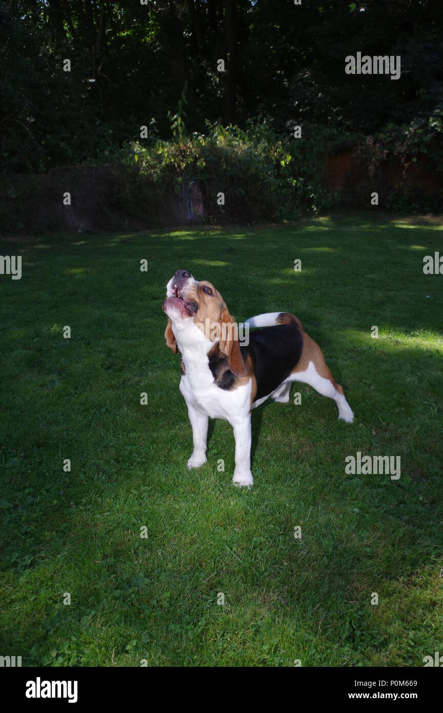 Beagle ladrar en el jardín Foto de stock