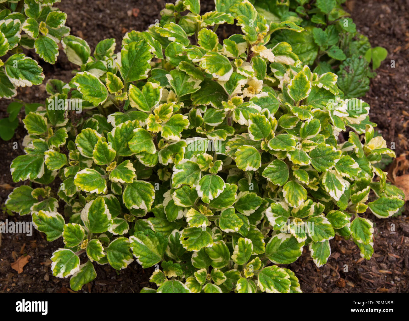 Incienso planta con flores, incienso, nombre común nombre científico Plectranthus Forsteri Marginatus Fotografía de stock - Alamy Incienso planta con flores, incienso, nombre común nombre científico Plectranthus Forsteri Marginatus Fotografía de stock - Alamy