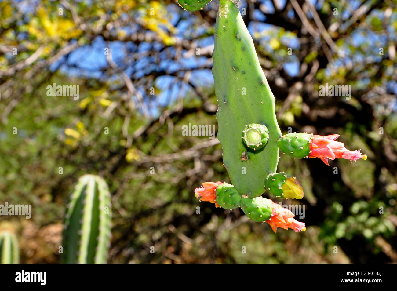 Los cactus mexicanos , nopales, Opuntia, Foto de stock