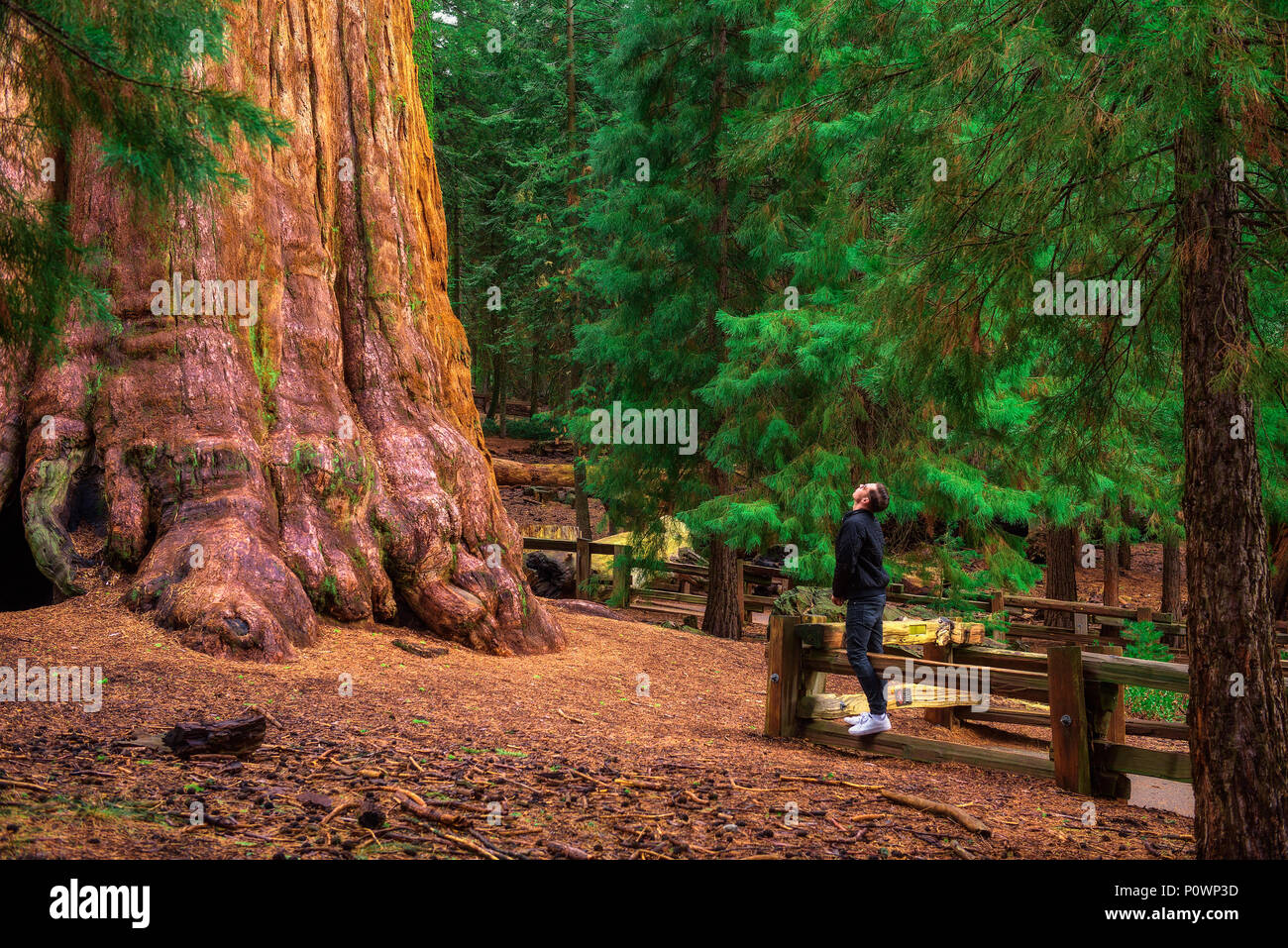 Turista mira a los árboles Sequoia Foto de stock