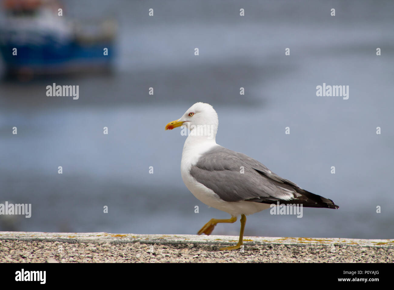 Blanco y gaviota gris bird paseos en las rocas Foto de stock