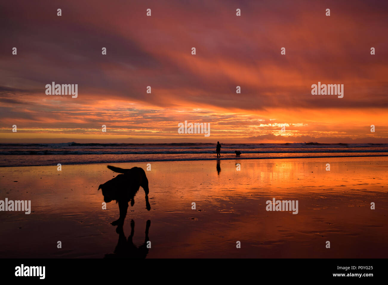 Muriwai Beach al atardecer con un perro, Nueva Zelanda Foto de stock