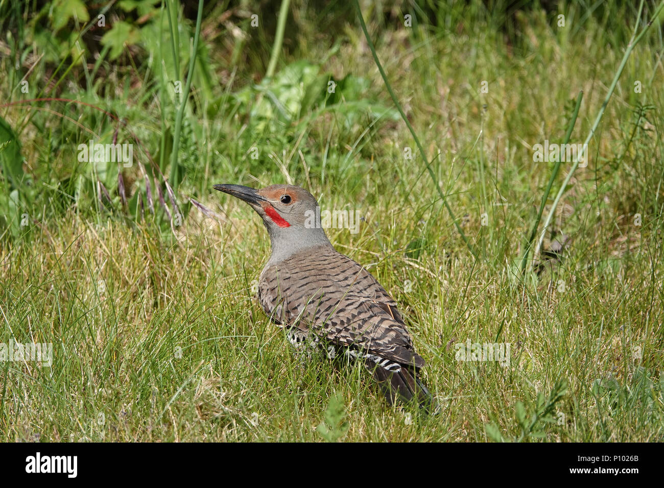 Machos silvestres parpadeo del norte (Colaptes auratus, subespecie rojo-hace follar parpadeo - C. a. cafer) en Bellevue, WA, EE.UU. Foto de stock