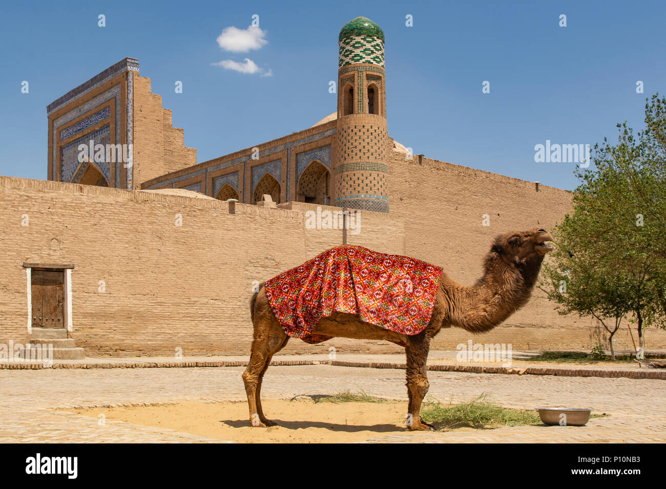 Camel para las fotos de los turistas, Khiva, Uzbekistán Foto de stock