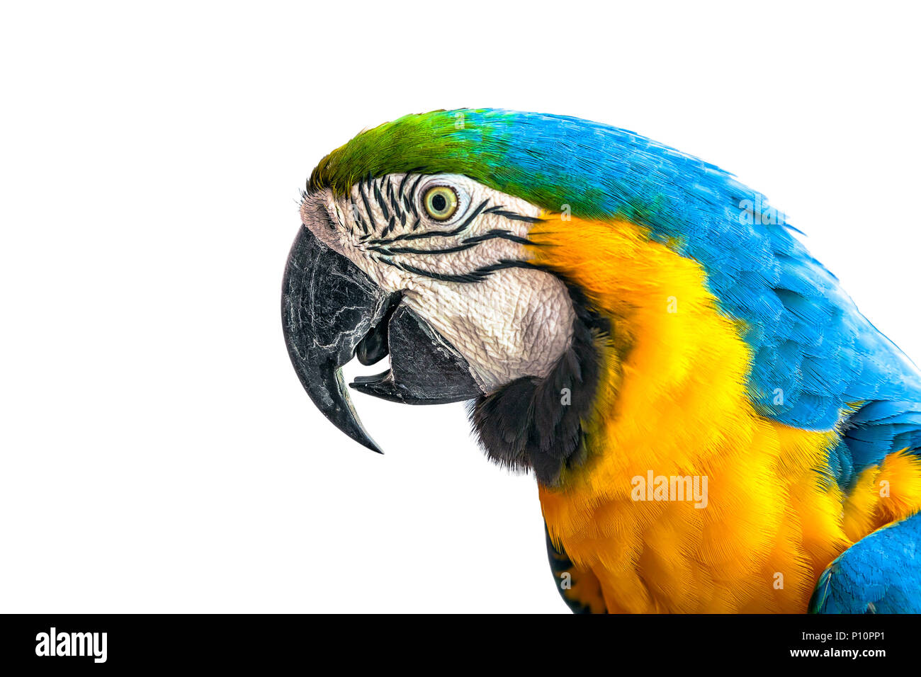 Parrot Аra sobre un fondo blanco. Foto de stock