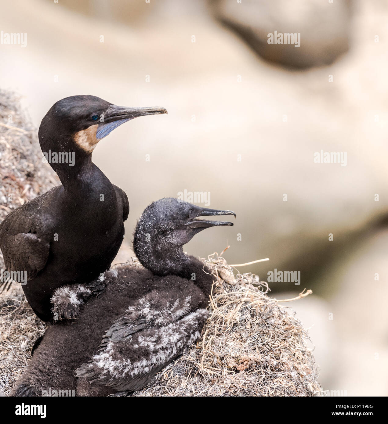 Dos Brandt Cormorán aves sobre los acantilados en La Jolla, California Foto de stock