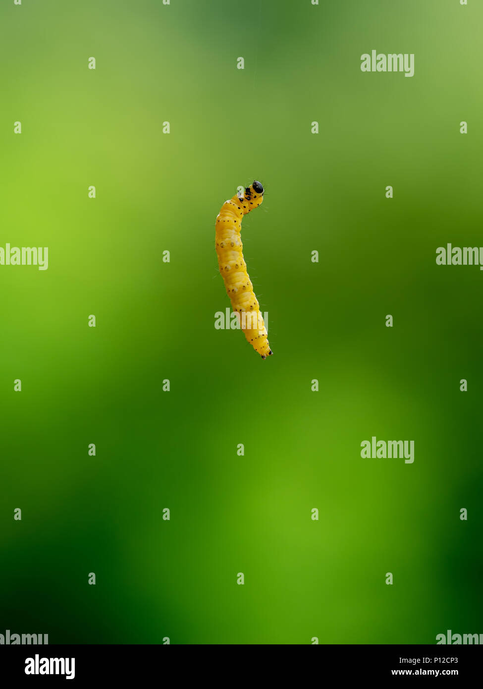 Cabeza negra, amarillo brillante bug. Yponomeuta larva, Caterpillar. Suspendido el aire. Foto de stock