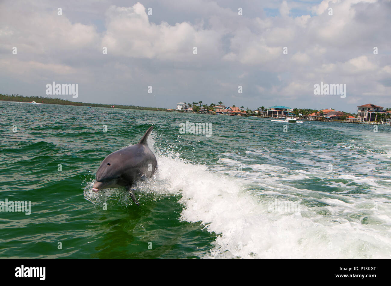 El Dolphin Explorer ofrece a los huéspedes la oportunidad de participar en la investigación sobre los delfines y la recopilación de datos sobre un proyecto de encuesta en las 10.000 islas. Foto de stock