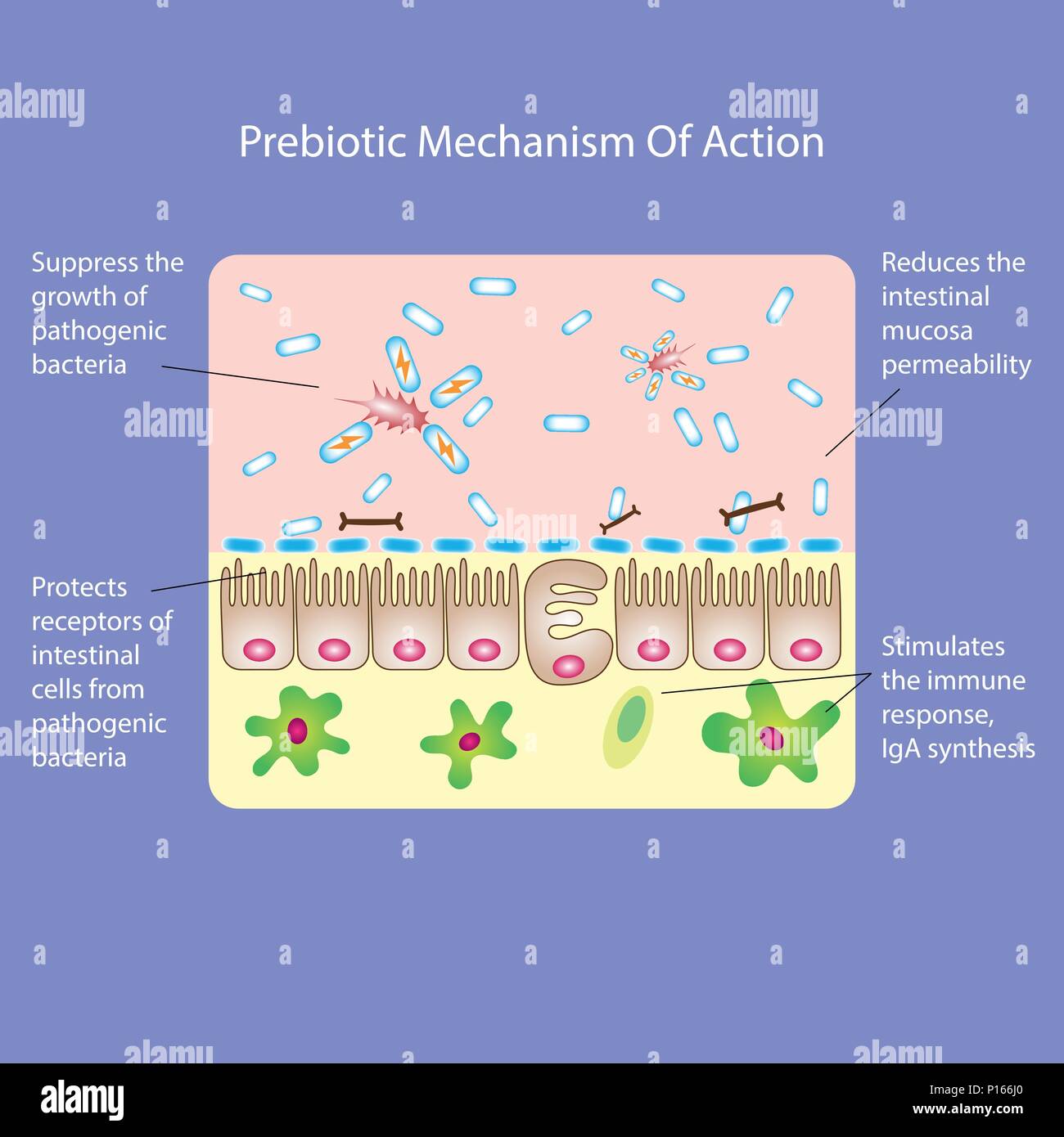 Prebióticos probióticos o mecanismo de acción. Medical ilustración  vectorial Imagen Vector de stock - Alamy