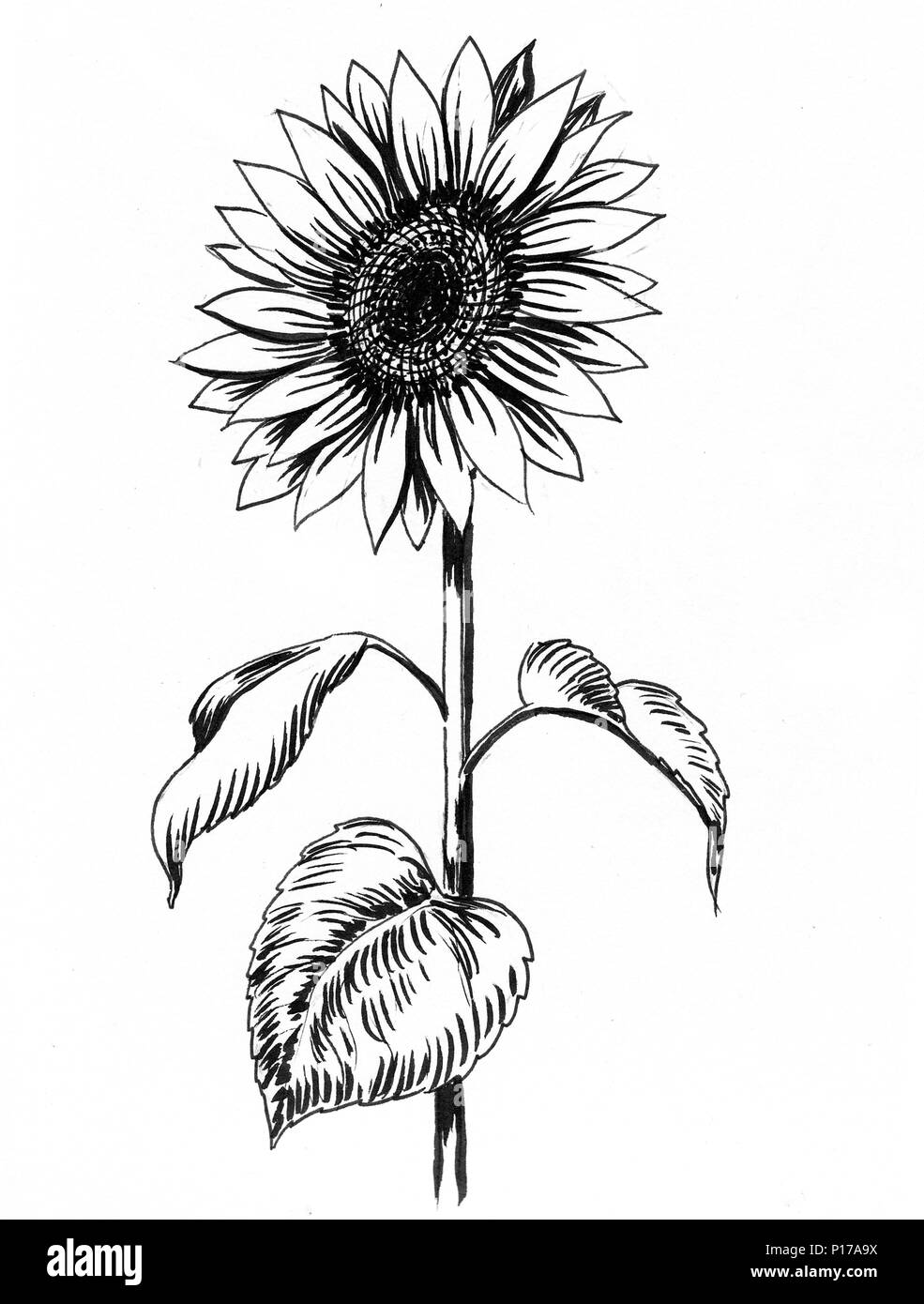 Girasol. Dibujo en blanco y negro de tinta Fotografía de stock - Alamy