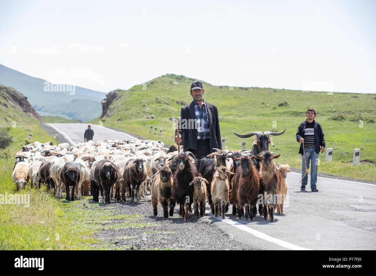 Tatev, Armenia - Jun 2, 2018: el armenio pastores caminar en el camino con su rebaño de ovejas y cabras en un día soleado de verano. Foto de stock