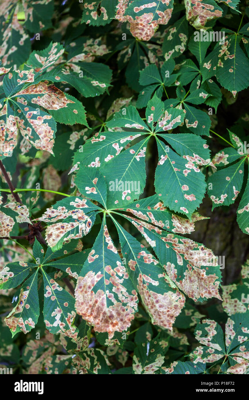 Castaño minador de las hojas, hojas infectadas Foto de stock