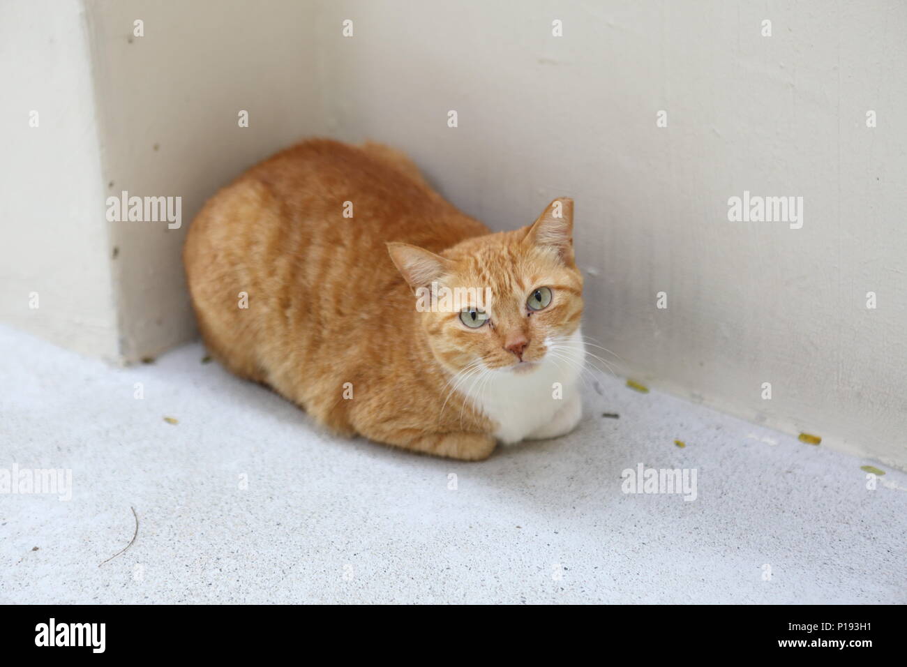 Un lindo gato de jengibre de tamaño grande y callejero tendido en una esquina mirando a la cámara. Foto de stock