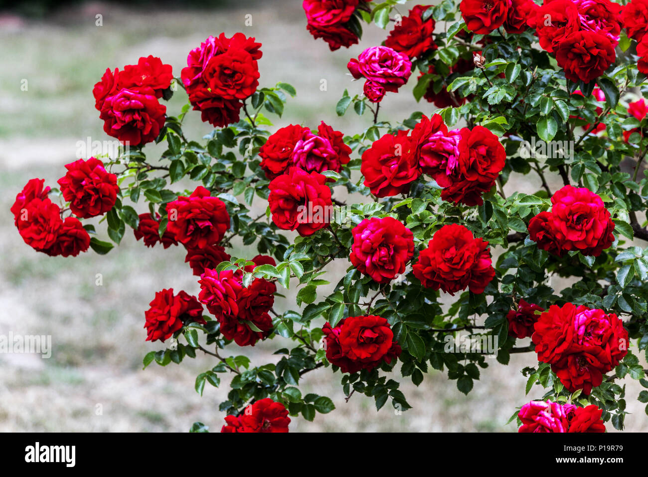 Jardín de rosas rojas, Amadeus Foto de stock