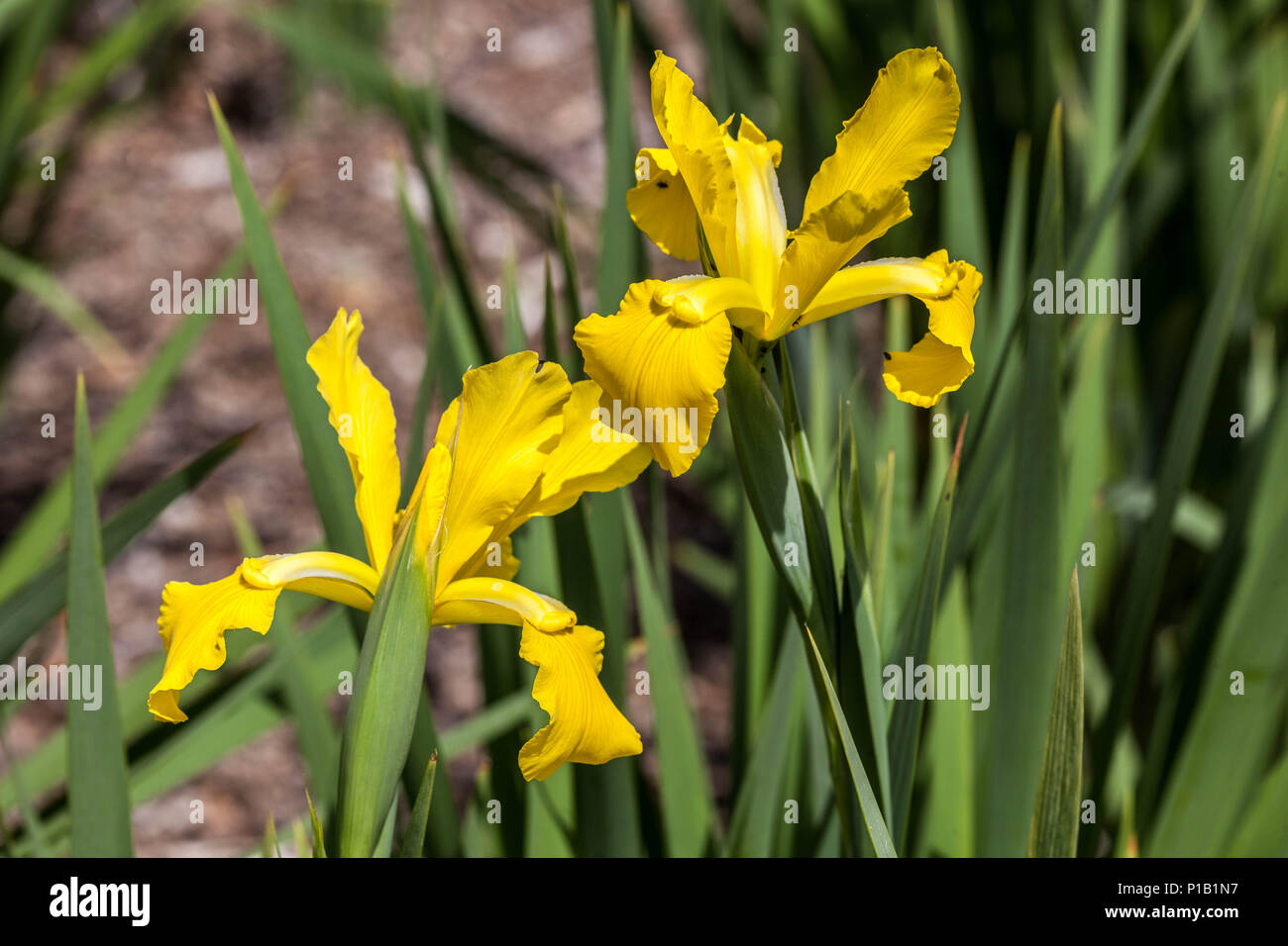 Iris spuria ' Limonade ' iris flor amarilla Fotografía de stock - Alamy