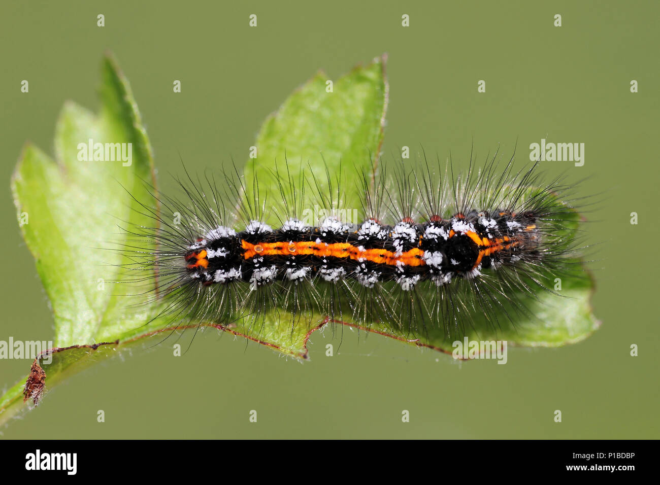 Amarillo-tail Euproctis similis caterpillar Foto de stock