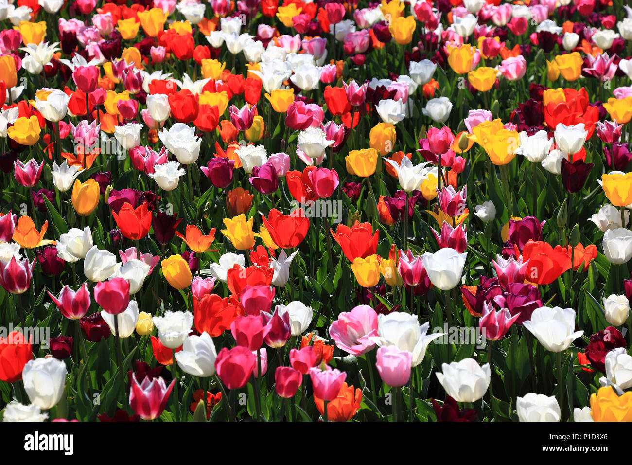 Muchos coloridos tulipanes en una zona Foto de stock