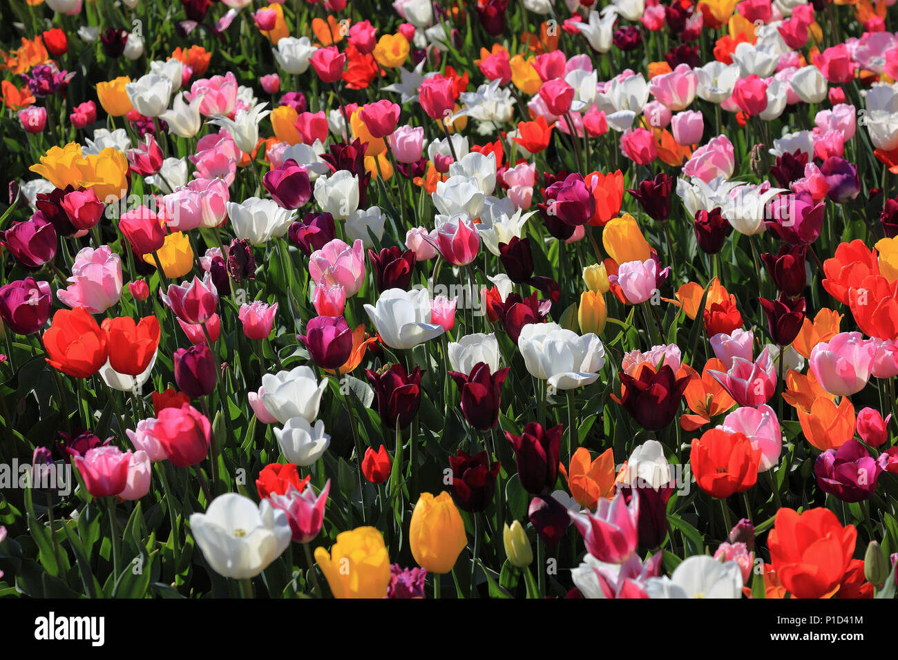 Muchos coloridos tulipanes en una zona Foto de stock