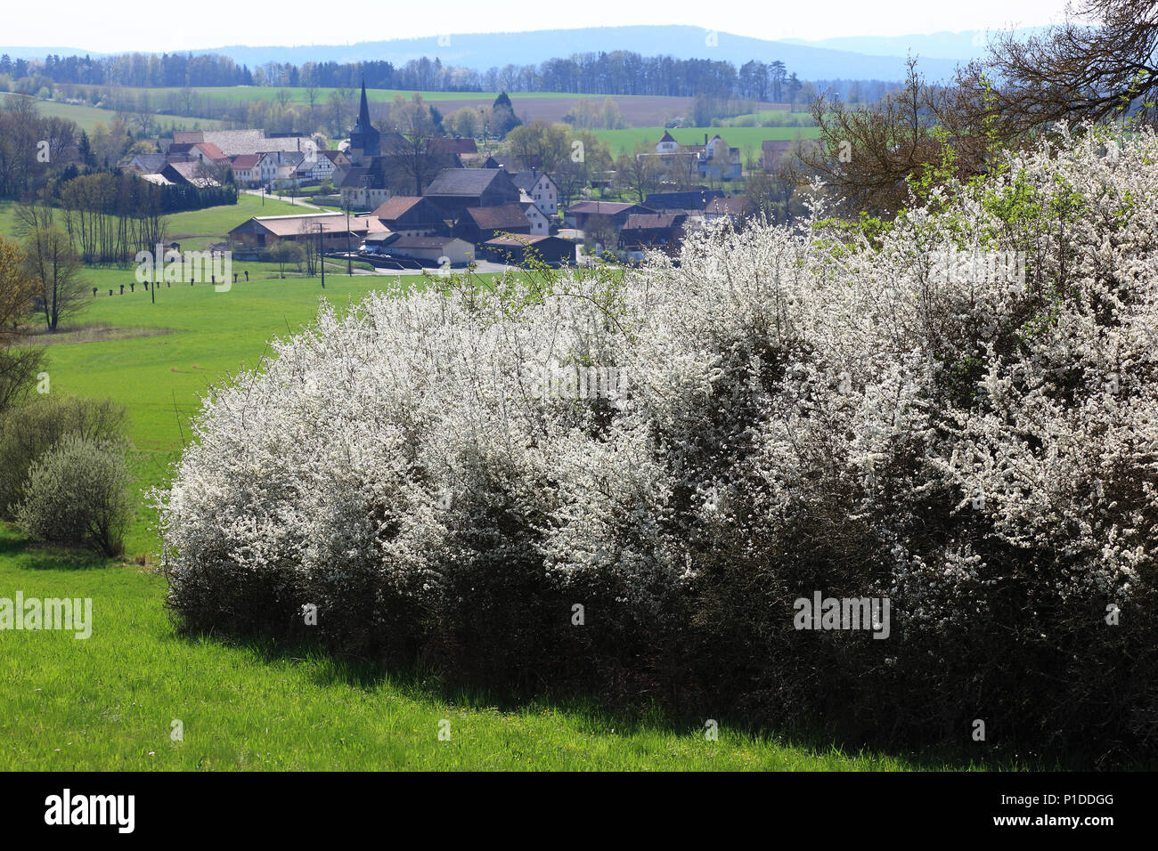 En la primavera la floración endrino hedge Foto de stock