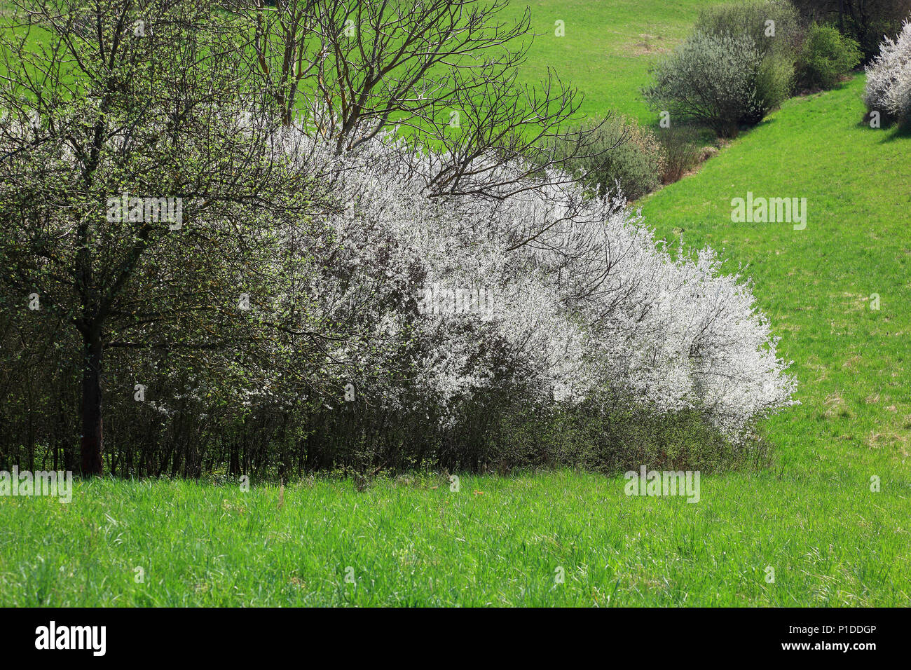 En la primavera la floración endrino hedge Foto de stock