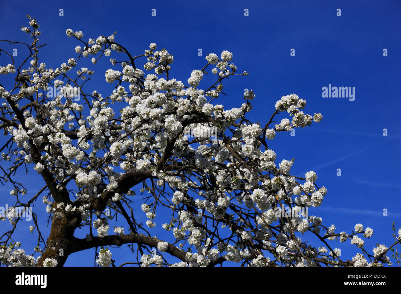 Los cerezos en flor, la floración de los cerezos, aquí en la Suiza de Franconia, Franconia Superior, Baviera, Alemania Foto de stock