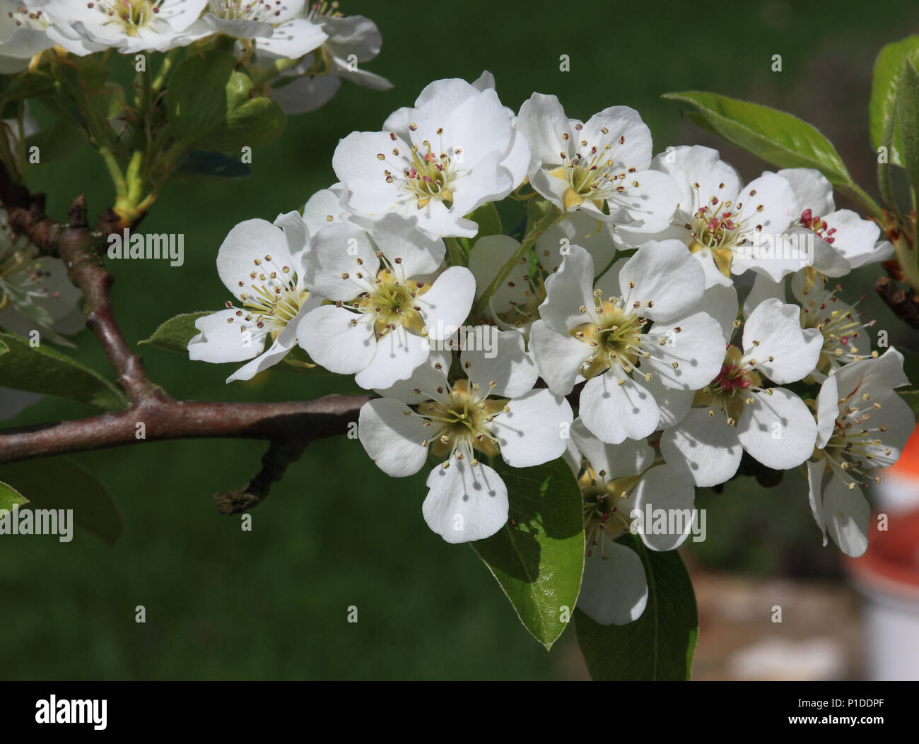 Florecimiento Pear Tree, árbol en flor de la pera, Pyrus domestica Foto de stock