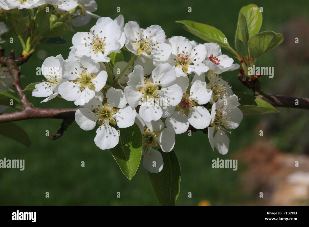 Florecimiento Pear Tree, árbol en flor de la pera, Pyrus domestica Foto de stock