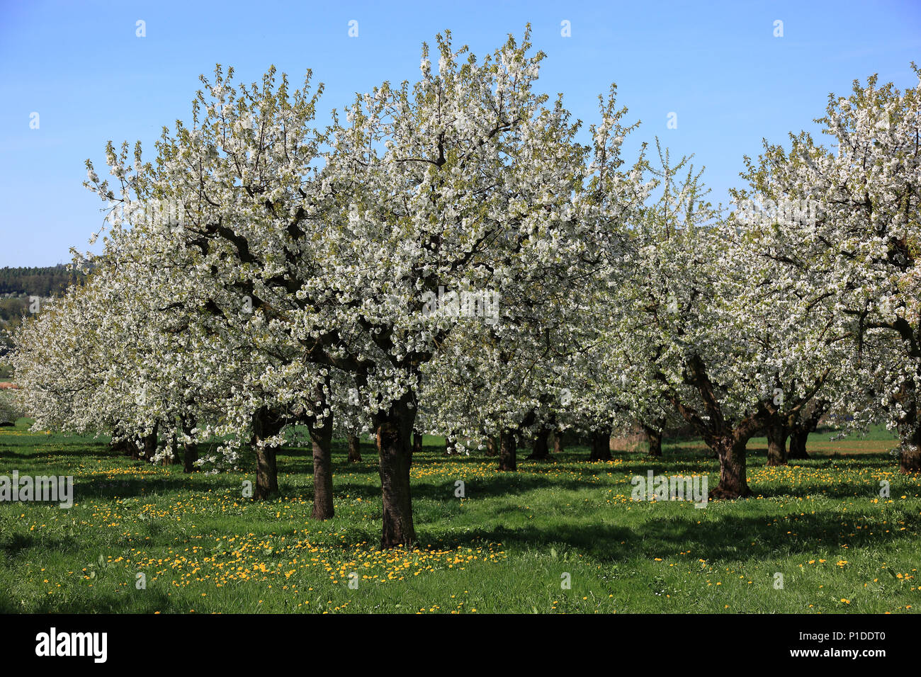 Los cerezos en flor, la floración de los cerezos, aquí en la Suiza de Franconia, Franconia Superior, Baviera, Alemania Foto de stock