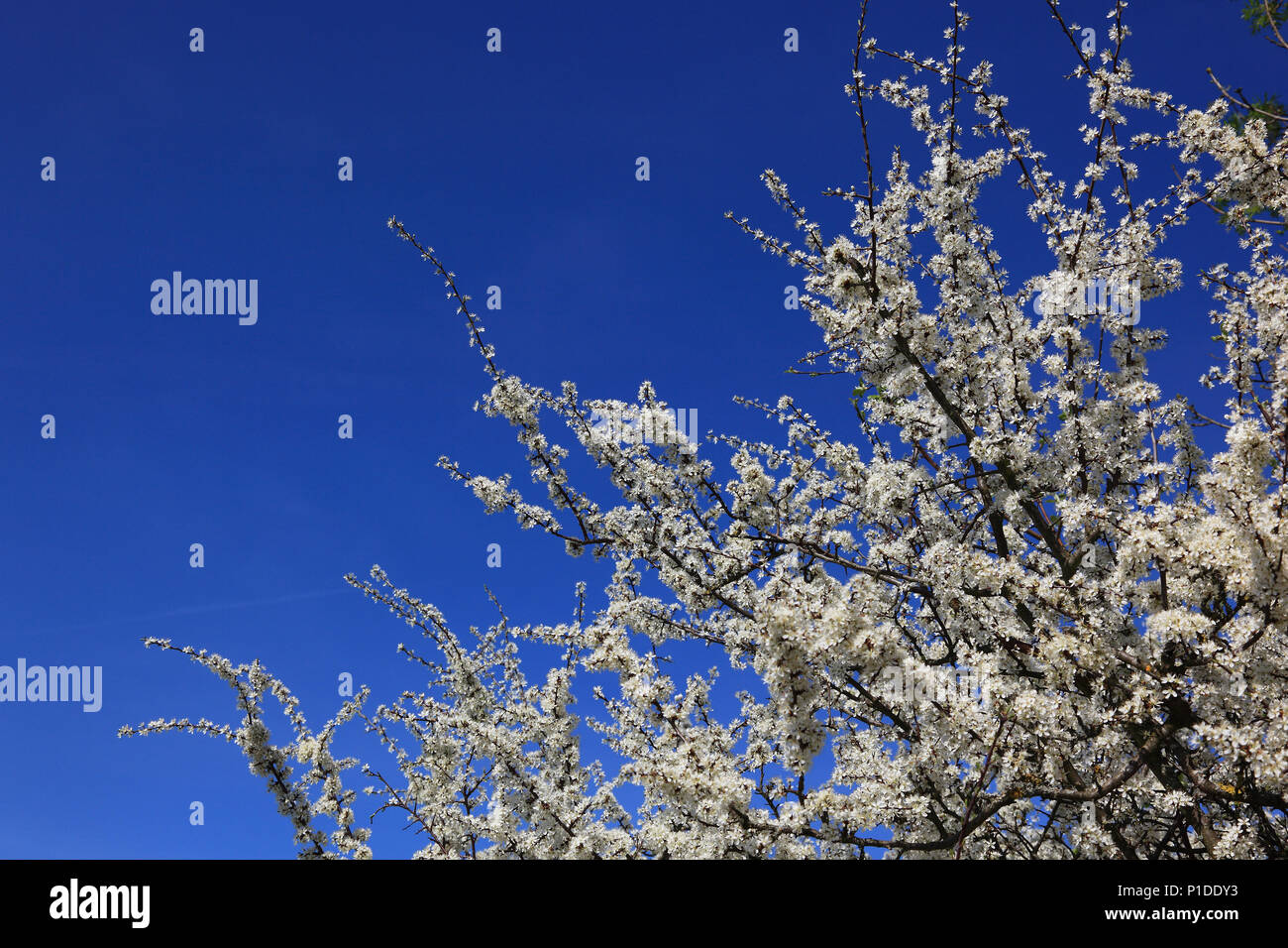 Floración Endrino hedge en la primavera, aquí en la Suiza de Franconia, Franconia Superior, Baviera, Alemania Foto de stock