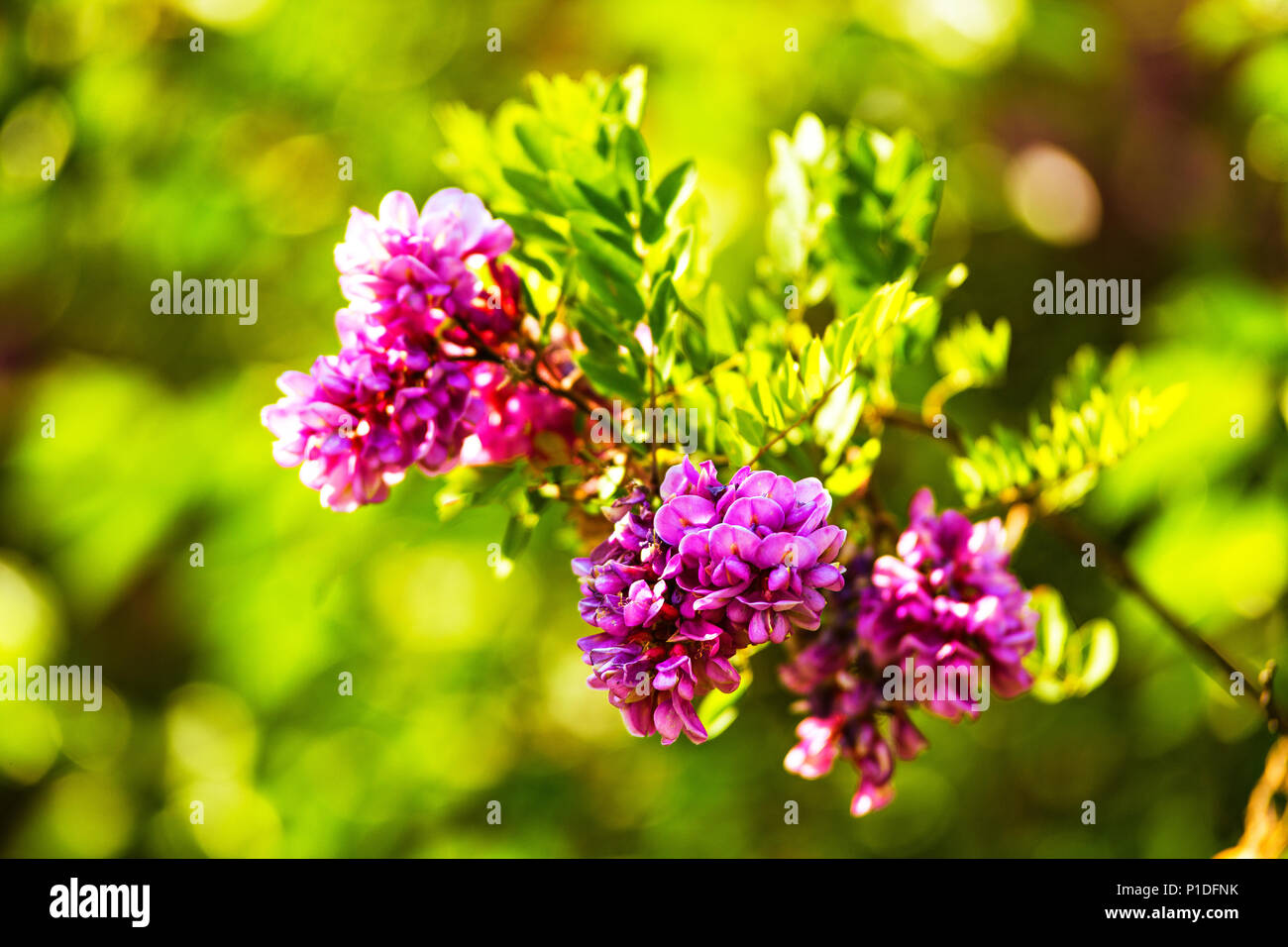 Acacia púrpura florece. Antecedentes. Robinia rosa Flores de cerca. Violeta  pseudoacacia blossoms Fotografía de stock - Alamy