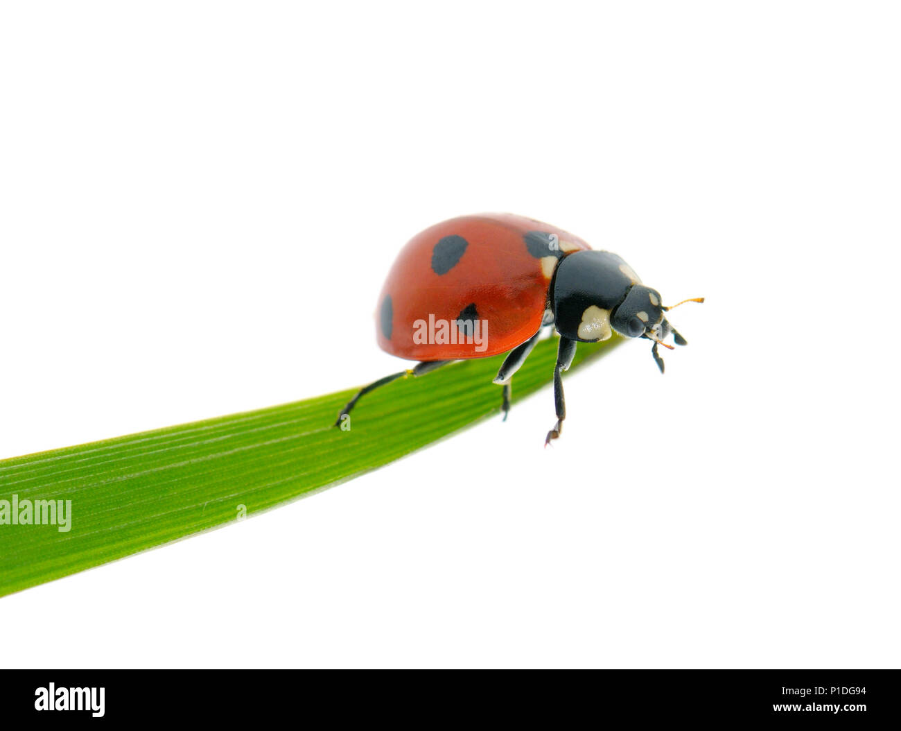 Mariquita de color rojo brillante en la hoja verde aislado sobre fondo blanco. Foto de stock