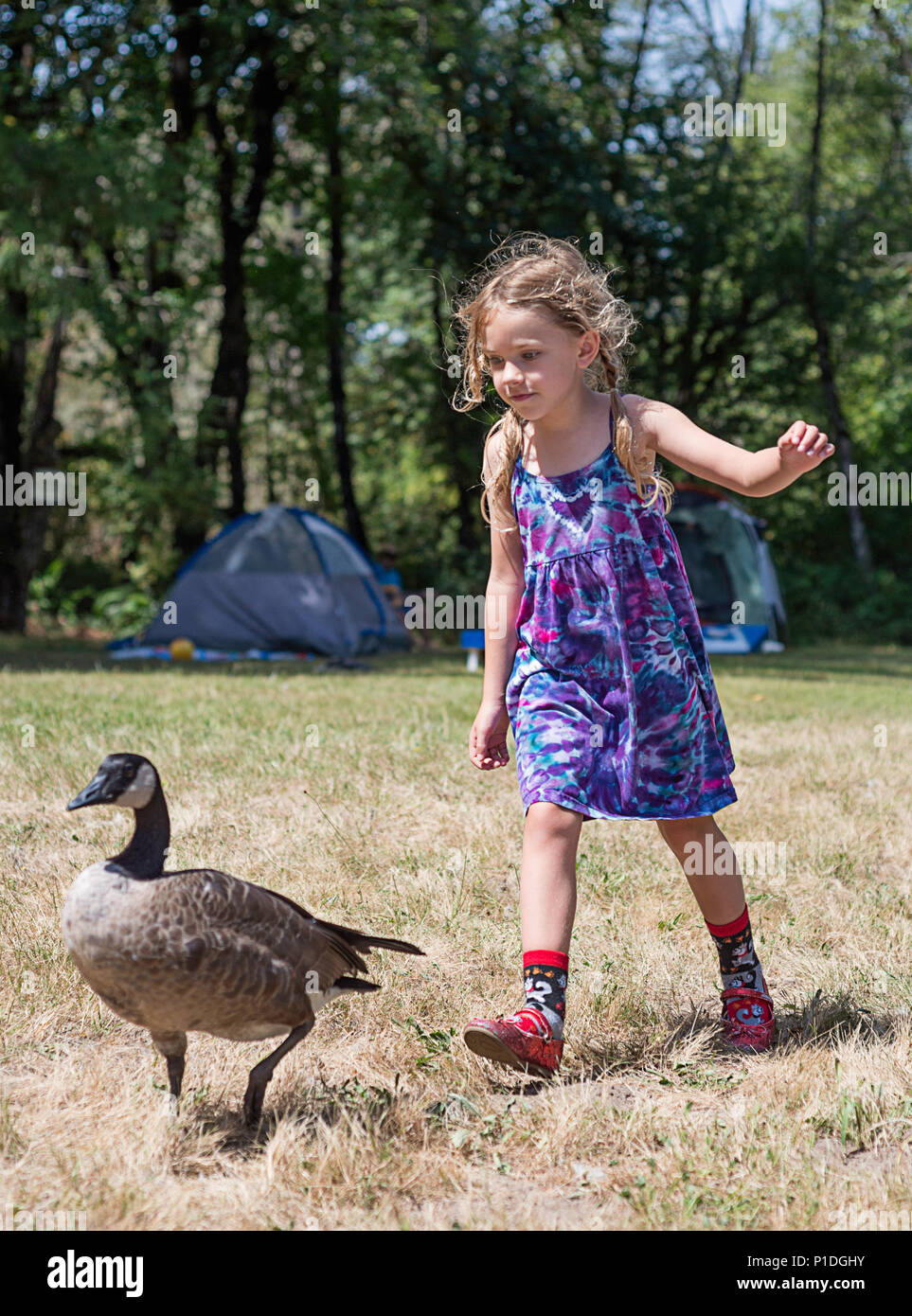 Una niña persiguiendo un ganso salvaje Fotografía de stock - Alamy