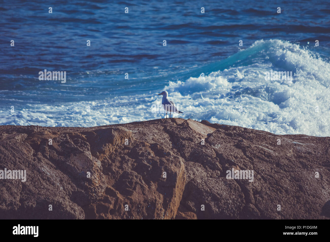 Bondi Beach Australia Syndey Foto de stock