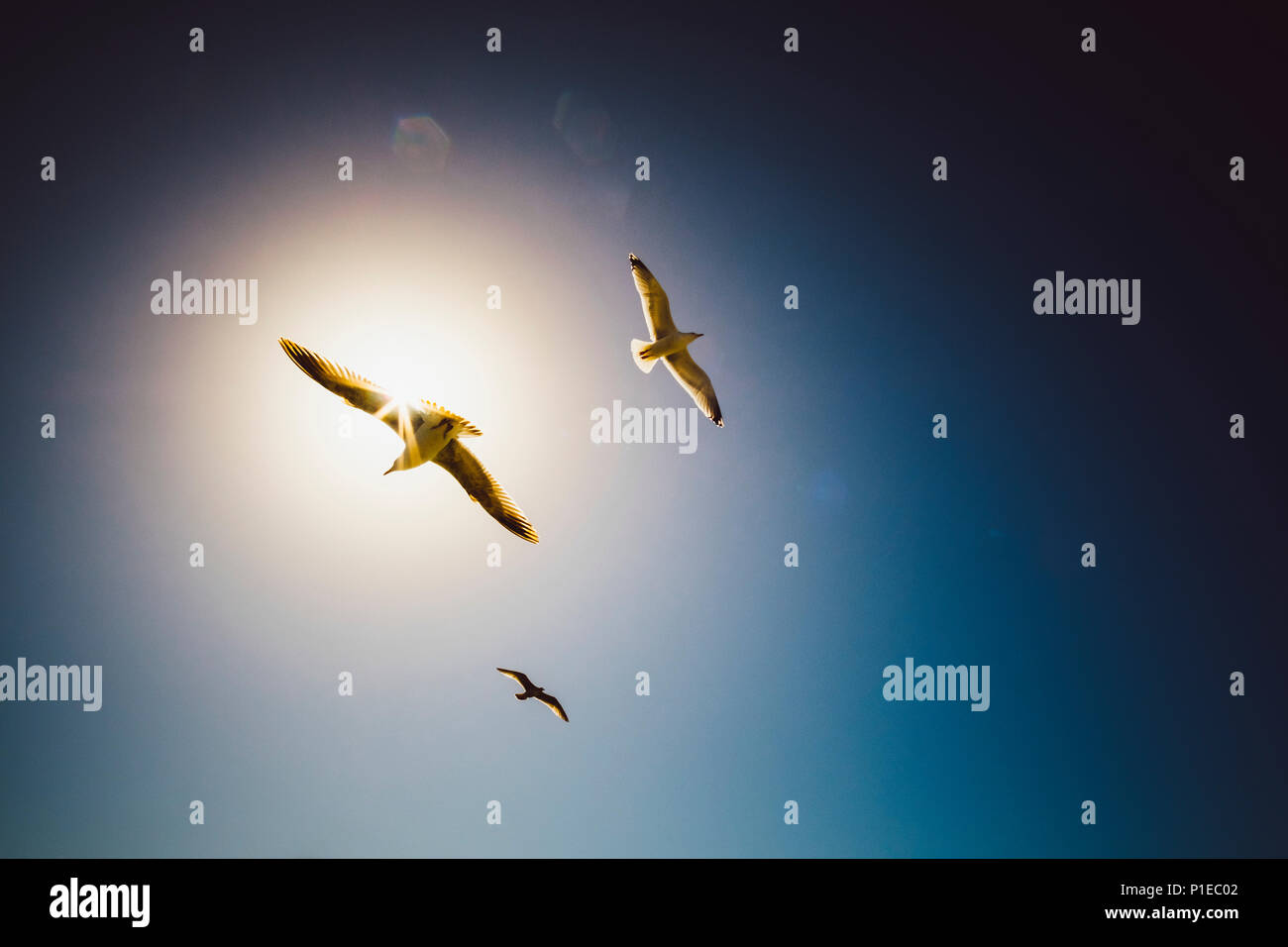 Las gaviotas están rondando en el cielo, Brighton, Inglaterra Foto de stock