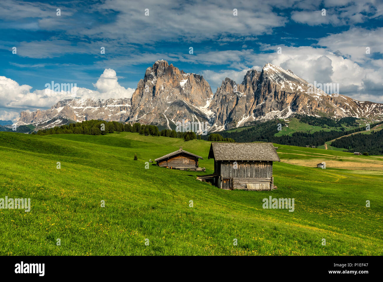 Alpe di Siusi - Alm Seiser con Sella y Sassolungo Langkofel - grupo de montaña, Trentino Alto Adigio, Tirol del Sur, Italia Foto de stock