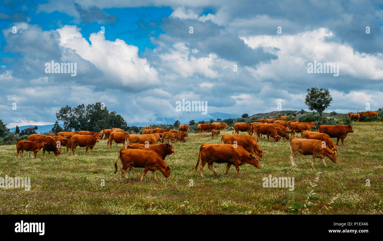 La Barrosa vaca como parte de un rebaño de vacas barrosa en el nordeste de Portugal, Europa Foto de stock
