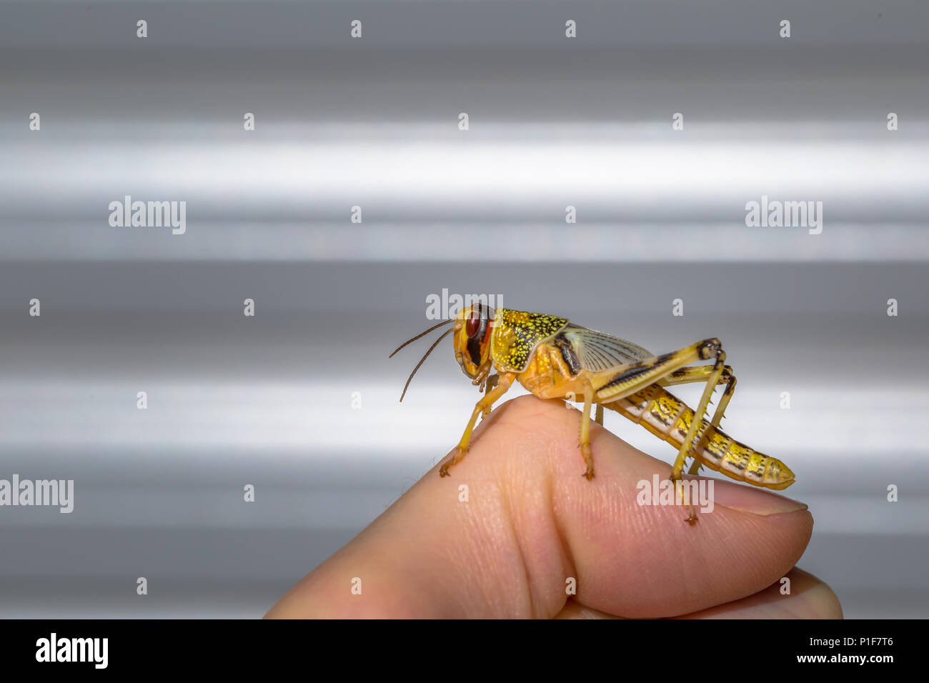 Cerca de macro de amarillo saltamontes Schistocerca gregaria en mano con fondo blanco y gris. Foto de stock