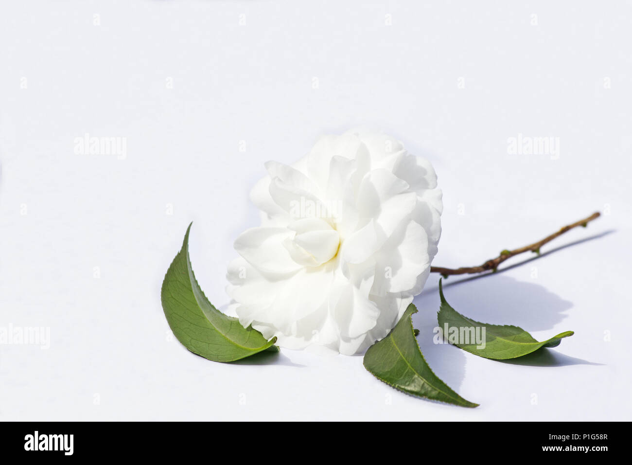 Planta de té de flor sobre fondo blanco. Foto de stock
