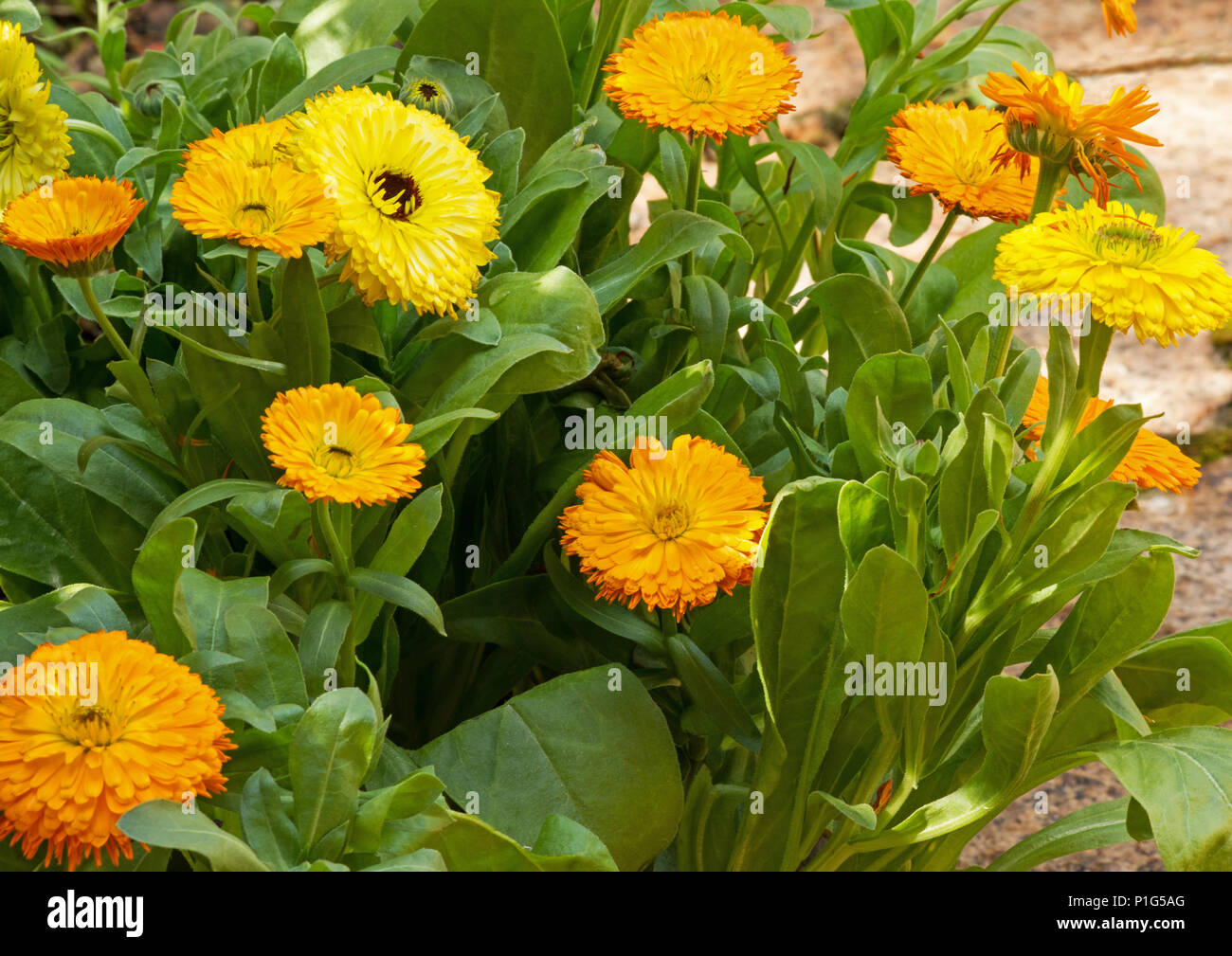 Jardín-caléndula (Calendula officinalis) Planta en flor Foto de stock