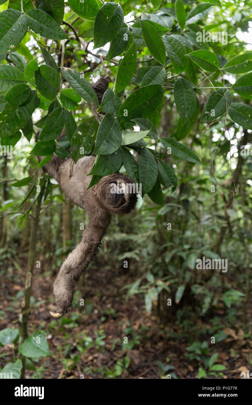 Una salvaje marrón-throated perezoso, Bradypus variegatus, aterrizaje casual, Superior de la cuenca del río Amazonas, Loreto, Perú Foto de stock